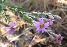 Image result for Athrixia phylicoides