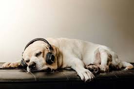 Do Dogs Like Music Scientists Say Yes Dogs Kill Fleas On Dogs Home Remedies For Fleas