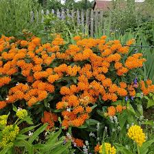 Image result for Asclepias foliosa