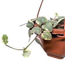 Image result for Ceropegia carnosa