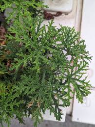 Image result for Pelargonium domesticum round-leaved bushy