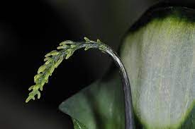天南星科天南星屬毛筆天南星 附屬物2 依麻林道arisaema grapsospadix plant leaves photo leaves