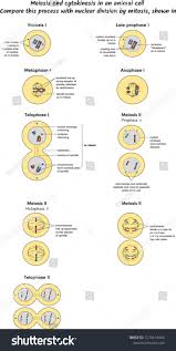 The number is increased to 4n by meiosis Meiosis And Cytokinesis In An Animal Cell Compare This Process With Nuclear D Middle School Science Experiments Interactive Science Notebook Science Notebooks