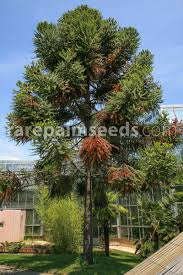 From wikimedia commons, the free media repository. Araucaria Angustifolia Kandelaber Araukarie Samen Kaufen Bei Rarepalmseeds Com