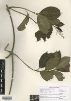 Image result for Mondia ecornuta