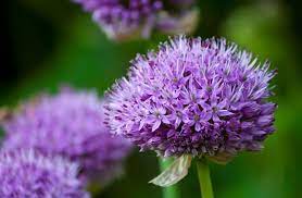 ورد بنفسجي طبيعي beautiful flowers pictures beautiful flowers flower pictures