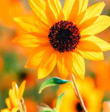 Facebook memberi orang kuasa untuk berkongsi dan menjadikan dunia. Bunga Matahari Home Facebook