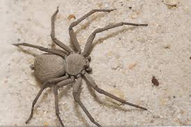 Ornament vogelspinne (fringed ornament tarantula)9. Die Giftigsten Spinnen Die Giftigsten Spinnen Der Welt