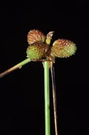 Image result for Lipocarpha