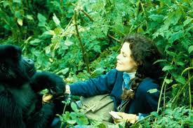 Unfortunately, the primates didn't get any of the. Dian Fossey Google Doodle Celebrates Gorillas In The Mist Author On Her 82nd Birthday Mirror Online