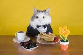 Having a neophilic nature means most cats like variety in what they eat. á‰ Can Cats Eat Pancakes Catshow All About Cats