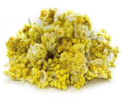 Image result for Helichrysum decorum