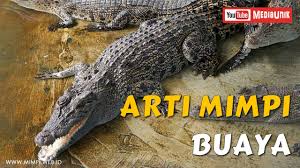 Ternyata mimpi buaya memiliki berbagai arti dan makna tersembunyi! Arti Mimpi Buaya Naik Buaya Melihat Buaya Buaya Masuk Ke Rumah Youtube