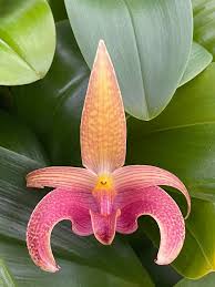 Image result for Bulbophyllum intertextum