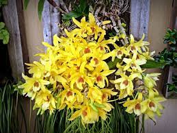 Dendrobium Hybrid Jpg 1280 960 Orchid Care Dendrobium Orchids Care Looking After Orchids