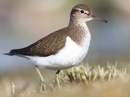 Image result for Pseudocalyx saccatus