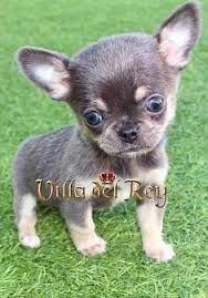 Chihuahuas Villa Del Rey Criadero Venta Comprar Chihuahueno Cute Chihuahua Blue Chihuahua Chihuahua Puppies