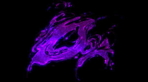 Rock Cellar Magazine