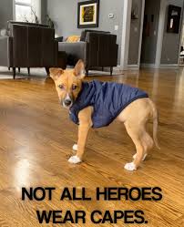 Crickets need six times less feed than cattle, four times less than sheep, and twice less than pigs and broiler chickens to produce the same amount of protein. Ruff Times During Covid 19 Shed Light On Unconventional Heroism Via Nola Vie