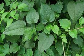 We did not find results for: Clematis Vitalba