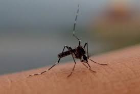 Di malaysia, kes pertama demam denggi direkodkan pada 1902 manakala kes demam denggi berdarah dilaporkan pada 1962 di pulau pinang. Gusi Berdarah Atau Mimisan Tanda Awal Terkena Dbd Republika Online