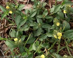 Image result for Justicia flava