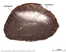 Image result for Sericanthe chimanimaniensis