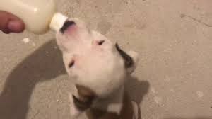 Yavru Pitbull Kopek Biberonla Beslemek Ve Mutluluk Youtube