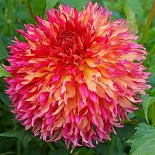 While humans have stepped up and created a few of their own, there's nothing manmade about the way these plants makes us feel. Dahlia Bulbs Dinnerplate Myrtle S Folly Bulb Flowers Dahlias Garden Dahlia Flower