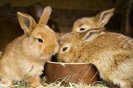 what to feed baby rabbits rabbit care tips