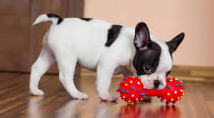 Usually weighing between 15 and 25 pounds, the average french bulldog is just under a foot tall. Best Dog Toys For French Bulldogs Ratings Reviews Top Picks