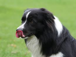 Be sure to chop up the zucchini into small pieces so that they can chew and digest without hazard. Can Dogs Eat Zucchini Akc Health Cairntalk