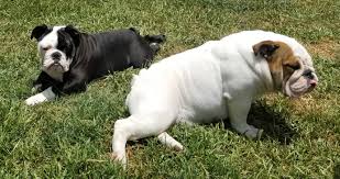It's imperative that english bulldogs receive appropriate amounts of exercise, special food. Akc English French Bulldogs Puppies Bullies On Deck