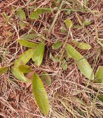 Image result for Parinari capensis