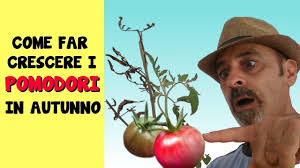 Come maturare i pomodori verdi?
