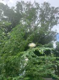 Image result for Albizia brevifolia