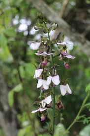 Image result for Eulophia horsfallii