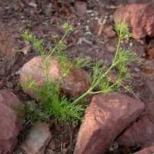 Image result for Apium leptophyllum