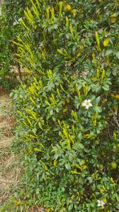 Image result for Rothmannia manganjae