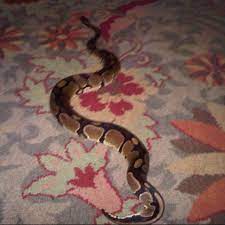 Jabatan perlindungan hidupan liar dan taman negara (perhilitan) semenanjung malaysia. Jabatan Perhilitan Shah Alam Shah Alam Selangor