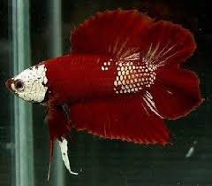 Plakat Double Tail Red Dragon Betta Ikan Cupang Ikan