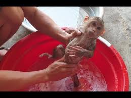 This adorable yet hilarious video showcases how tough it can be for a mother to bathe her child. Miu Whatsapp Pn