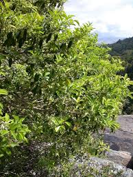 Image result for Ilex mitis