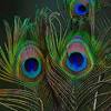 Download 6,695 peacock feather pattern stock illustrations, vectors & clipart for free or amazingly low rates! 1