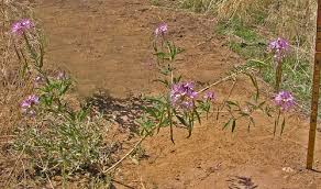 Image result for Cleome rubella