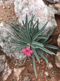 Image result for Adenium oleifolium