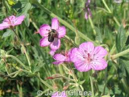 Image result for Geranium vagans