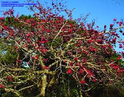 Image result for Bombax