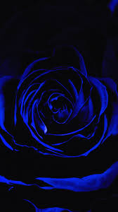 Best ever dark purple background aesthetic senhogu. Dark Blue Rose Abstract Wallpapers Top Free Dark Blue Rose Abstract Backgrounds Wallpaperaccess