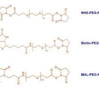 NHS ester PEG - BOC Sciences